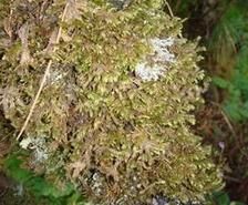 波葉樹平蘚 波葉樹平蘚