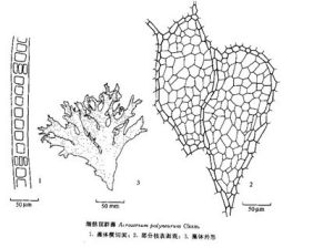 細脈頂群藻 細脈頂群藻