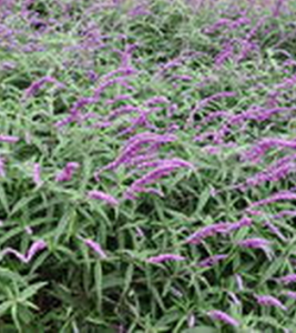 毛葉蕎麥地鼠尾 毛葉蕎麥地鼠尾