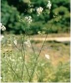 胡荽子[胡荽子]