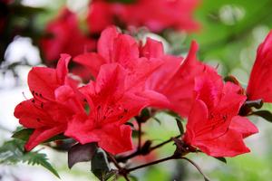 大關杜鵑 大關杜鵑