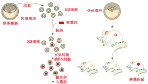 用胚胎幹細胞建立轉基因鼠