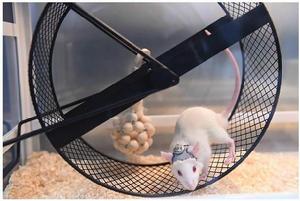 獻給阿爾吉儂的花束[日本2015年山下智久主演的電視劇]