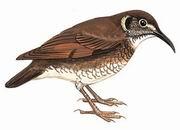 長嘴地鶇 長嘴地鶇