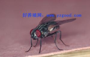 （圖）紅頭蒼蠅