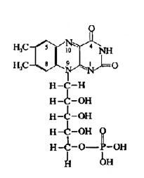 黃素單核苷酸