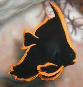 圓翅燕魚 圓翅燕魚