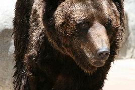 東北棕熊 東北棕熊