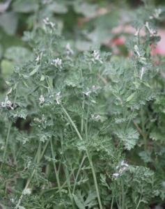 地丁紫堇 地丁紫堇