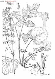 短隔鼠尾 短隔鼠尾