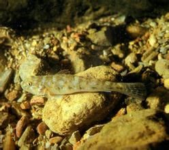 黑首阿胡鰕虎魚 黑首阿胡鰕虎魚