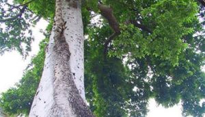 毛木樹皮 毛木樹皮