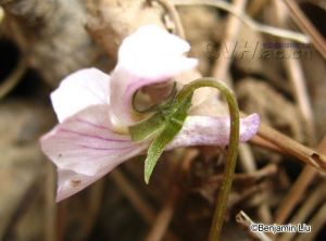 北京堇菜 北京堇菜