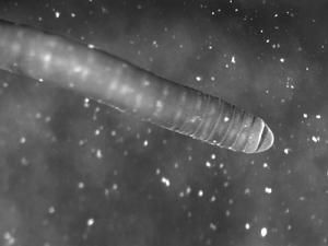 乃窮神冰 乃窮神冰