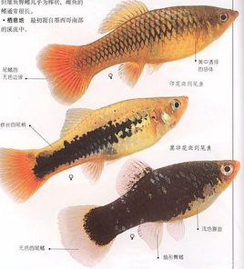 月光魚 月光魚