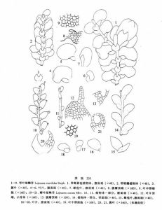 彎葉細鱗苔 彎葉細鱗苔