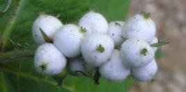 天王七果實 天王七果實