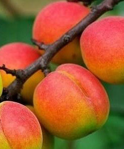 大關爺臉杏 大關爺臉杏