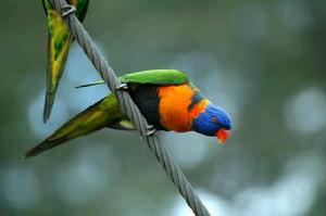 鹿頂客吸蜜鸚鵡 鹿頂客吸蜜鸚鵡