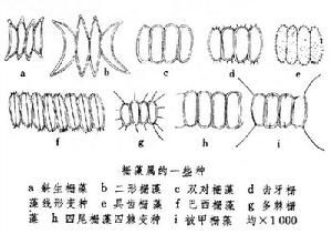 齒牙柵藻 齒牙柵藻