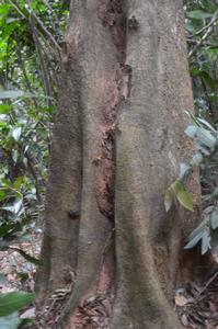 海南伽南香 海南伽南香