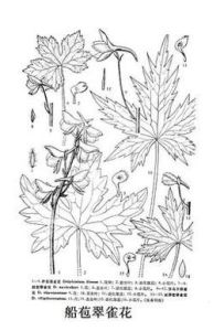 船苞翠雀花 船苞翠雀花