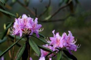 理縣杜鵑 理縣杜鵑