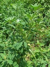 葫蘆巴[胡蘆巴]