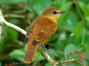 桂紅厚嘴霸鶲 桂紅厚嘴霸鶲