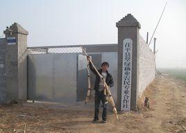 南斯拉夫雪蓮藕種 南斯拉夫雪蓮藕種