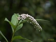 腺藥珍珠菜 腺藥珍珠菜