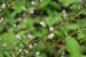 黑腺珍珠菜 黑腺珍珠菜