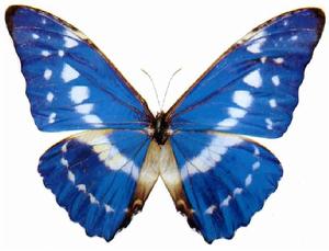 藍色多瑙河蝶