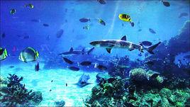 電視畫面 電視畫面