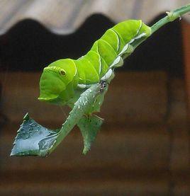 柑橘鳳蝶幼蟲 柑橘鳳蝶幼蟲