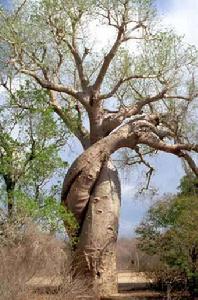 猴麵包樹屬 猴麵包樹屬