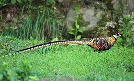 白冠長尾雉 白冠長尾雉