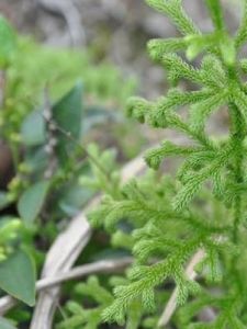 小伸筋草 小伸筋草