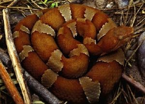 美國銅斑蛇，學名“Agkistrodon contortrix”，具有毒性，但對人類通常不具有致命性
