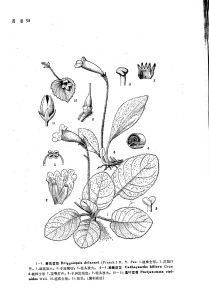 筒花苣苔 筒花苣苔