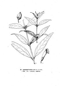 黃花紅花來江藤