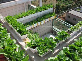 空中菜園 空中菜園