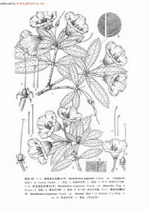 退色血紅杜鵑 退色血紅杜鵑