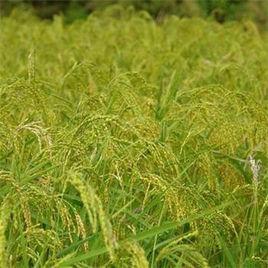 超級旱稻3 超級旱稻3