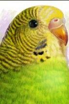 千秋[虎皮鸚鵡珍珠斑的故事2里的人物]