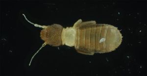 抬尾芥蟲 抬尾芥蟲