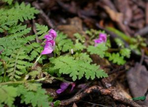 蔊菜葉馬先蒿 蔊菜葉馬先蒿