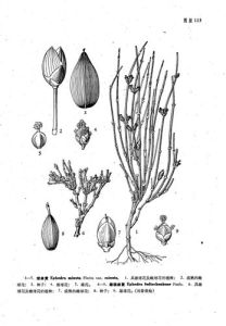 雌雄麻黃 雌雄麻黃