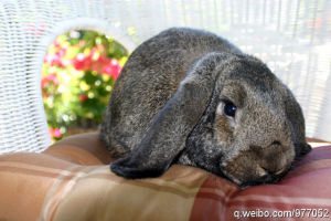 美國迷你垂耳兔 Mini Lop(US)；侏儒垂耳兔 Dwarf Lop (UK)