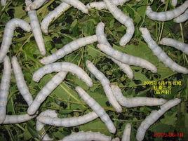 桂蠶2號 桂蠶2號